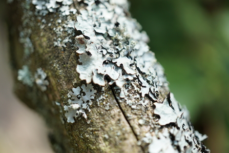 Fungi on deadwood