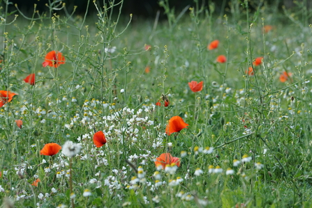 St albans wildflower meadow