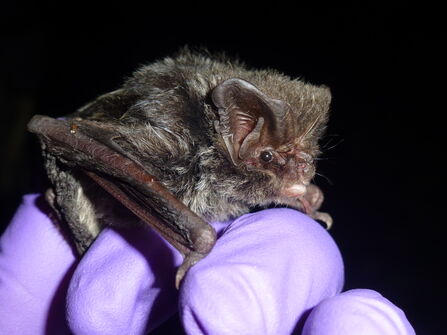 Barbastelle bat