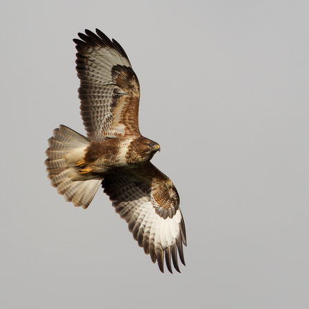 Buzzard in flight