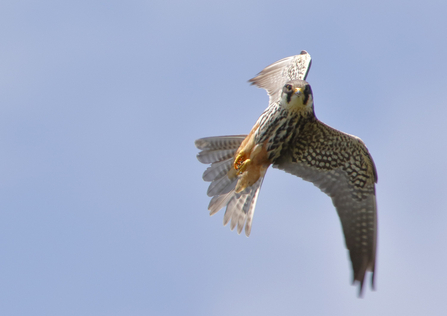 Hobby in flight