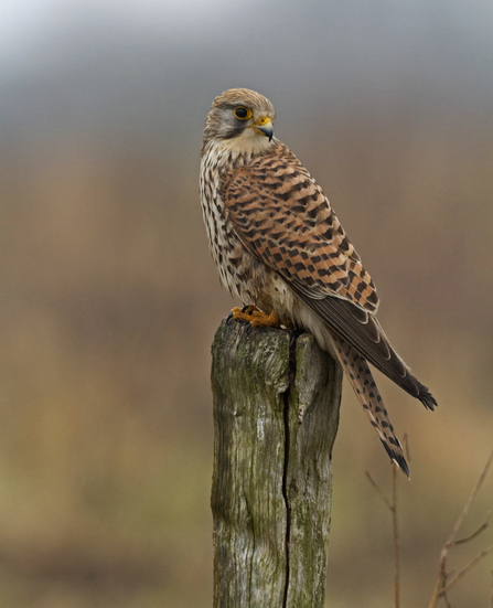 Kestrel perched