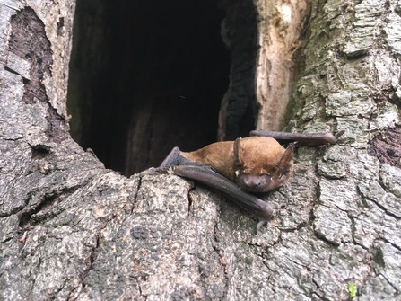 Noctule bat © Johannes Rummenhohl