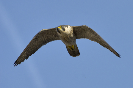 Peregrine falcon flying