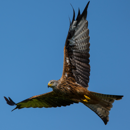 Red Kite in flight