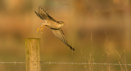 Sparrowhawk flight