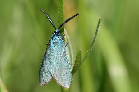 Forester moth