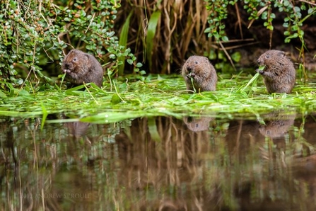 Water voles
