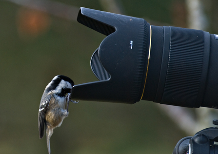 Coal tit (c) Bob Coyle