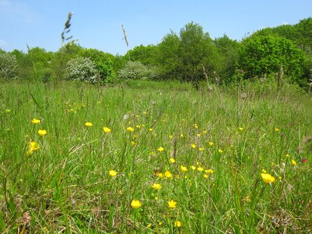 Grassland