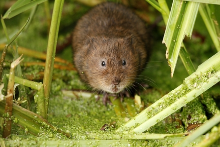 Water vole (c) Paul Thrush