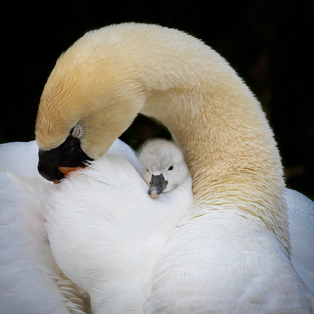 Swan and cygnet (C) Barry Lockwood