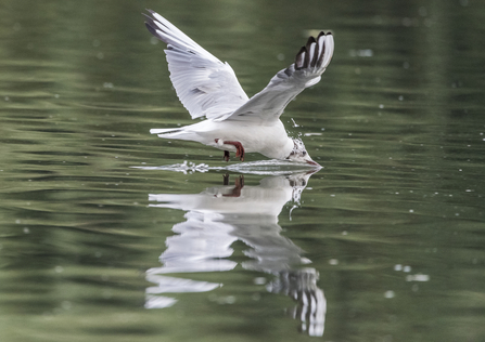 Gull (C) Ricky Barnett 