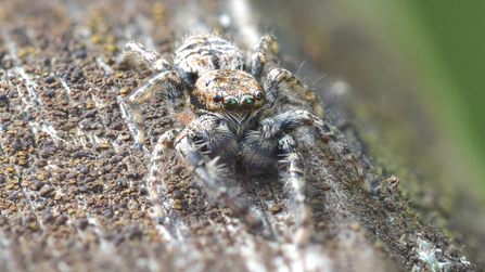 Jumping spider (c) Will Jobbins