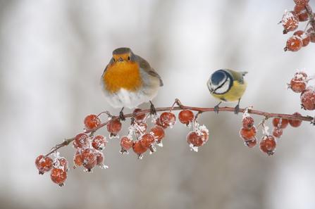 Robin and blue tit (C) Mark Hamblin 2020 VISION