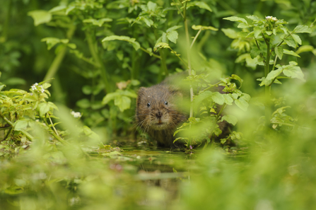 Water vole (c) Terry Whittaker 