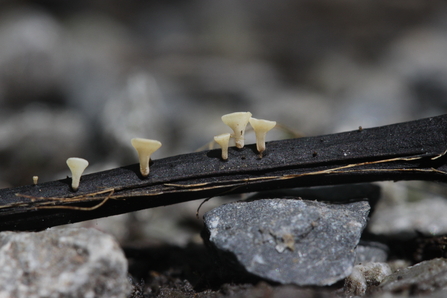 Ash dieback fungus