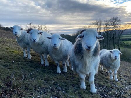Herdwick Sheep at Aldbury Nowers