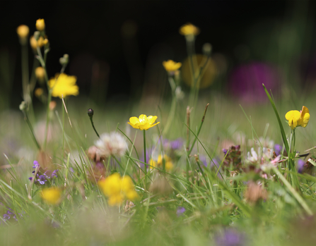 Lawn (c) Tim Hill 