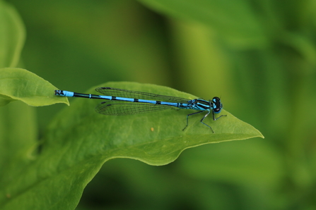 damselfly