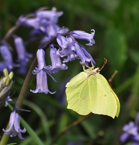 Brimstone Butterfly