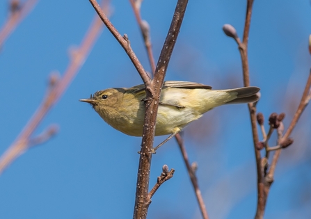 Chiffchaff