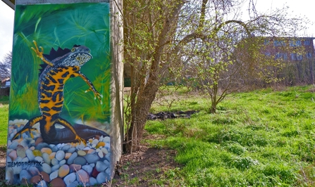 Great Crested Newt Mural King's Meads