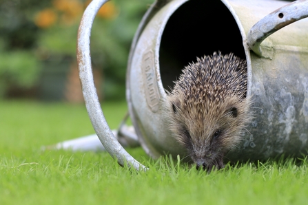 Hedgehog