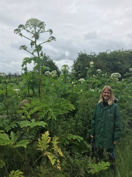 Our Living Rivers Officer, Sarah Perry next to a Giant Hogweed