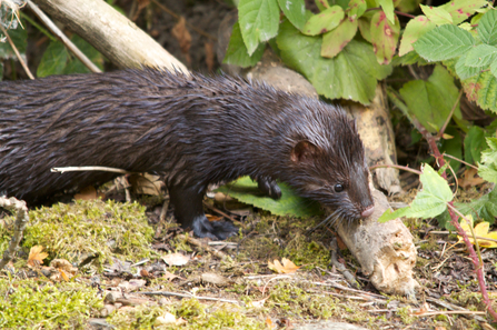 American Mink - Tom Hibbert