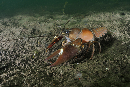 Signal Crayfish