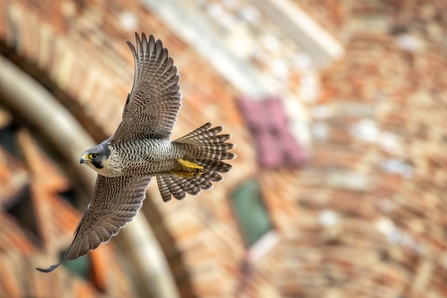 Peregrine Falcon 