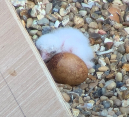 Peregrine Chick Barry Trevis