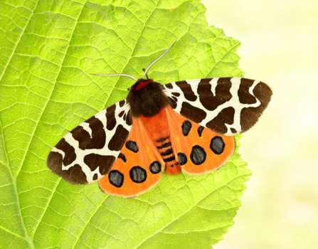 vibrant orange and red moth