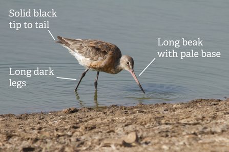 Annotated black-tailed godwit with features such as long dark legs pointed out