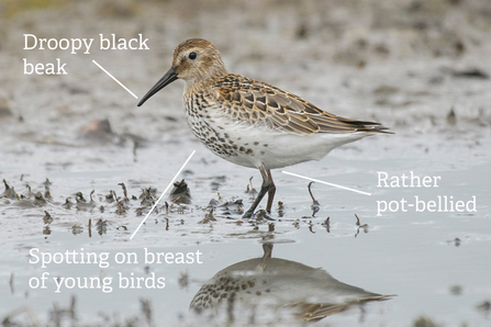 Annotated image of a Dunlin with features such as its droopy black beak and pot belly pointed out