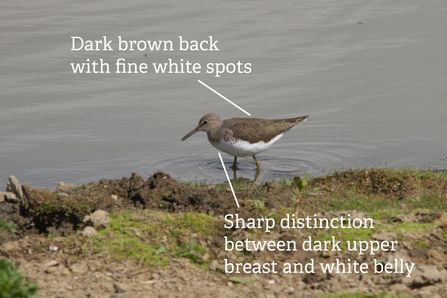 Green sandpiper image annotated with features pointed out such as dark brown back