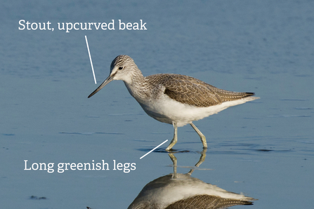 Annotated image of a Greenshank with stout upcurved beak and longish green legs pointed out