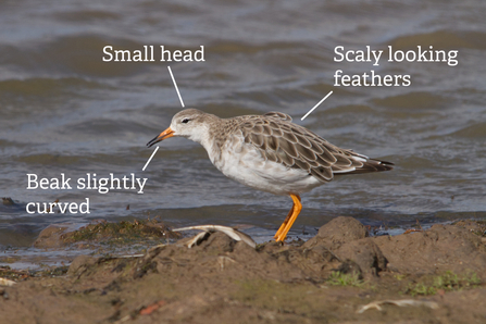Annotated image of a ruff with features such as its small head and scaly looking feathers pointed out