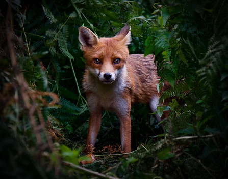 Daniel Simpson's image of a Fox Cub looking at the camera