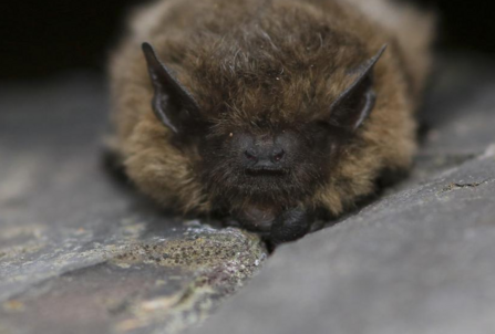 Common pipistrelle bat