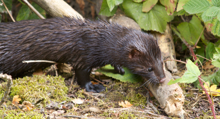 An American mink standing on a canal bank, sniffing a branch