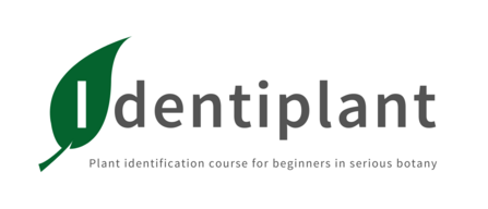 Identiplant logo and slogan. 'plant identification course for beginners in serious botany'