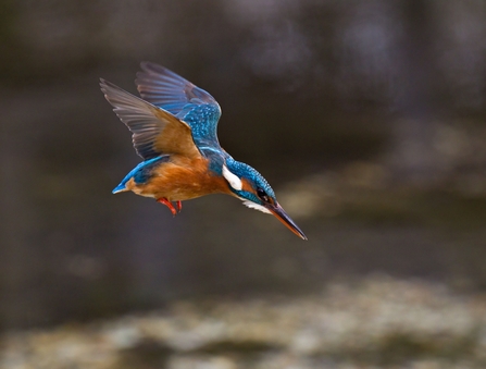 Kingfisher in flight, just as it begins a dive to catch some prey