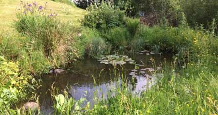 A Wildlife Pond with plenty of vegetation around it and a pond lilly floating on the surface - taken in Spring/Summer