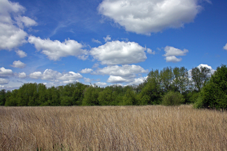 Reeds in foreground with trees and blue sky