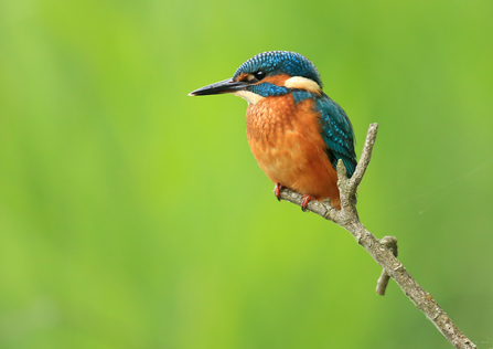 Red and blue bird perched on a branch with green background