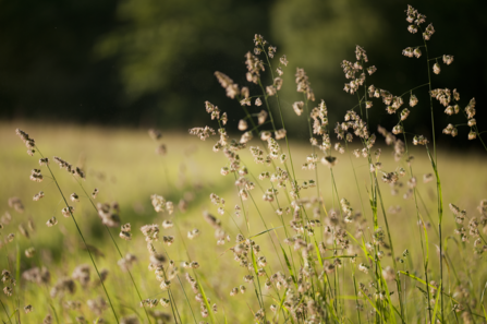 Haymeadow