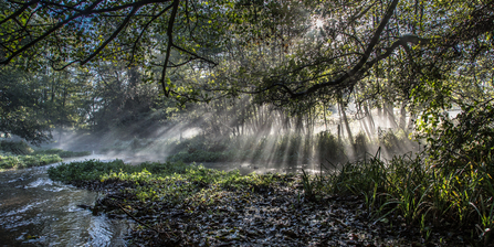 Sun streaking through trees onto water and grassland