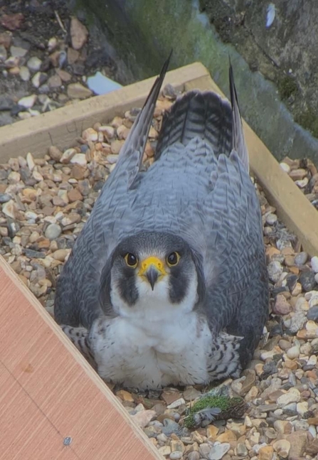 Grey bird of prey sitting in nesting box